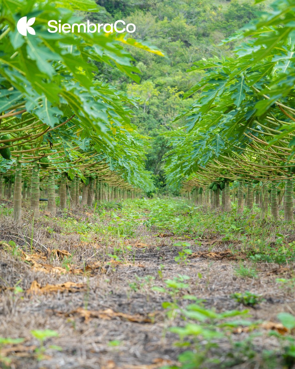 💚🥤 Ahora puedes pedir papaya fresca y 100% natural para tu restaurante o tu fábrica de alimentos, porque estamos sembrando esta rica fruta con nuestro equipo de agricultores en el Huila, #Colombia. 📩 hola@siembraco.com 📲 +573182653309 ¡Hacemos entregas en todo el país! 🇨🇴