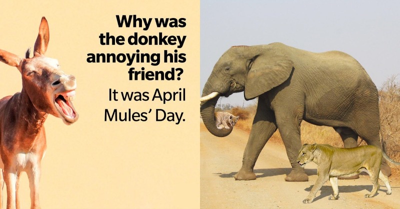 One joke and one funny old viral April Fools prank by @LatestKruger who convinced many that this photo was real! Whether you like donkeys or elephants perhaps today is a day for a smile!