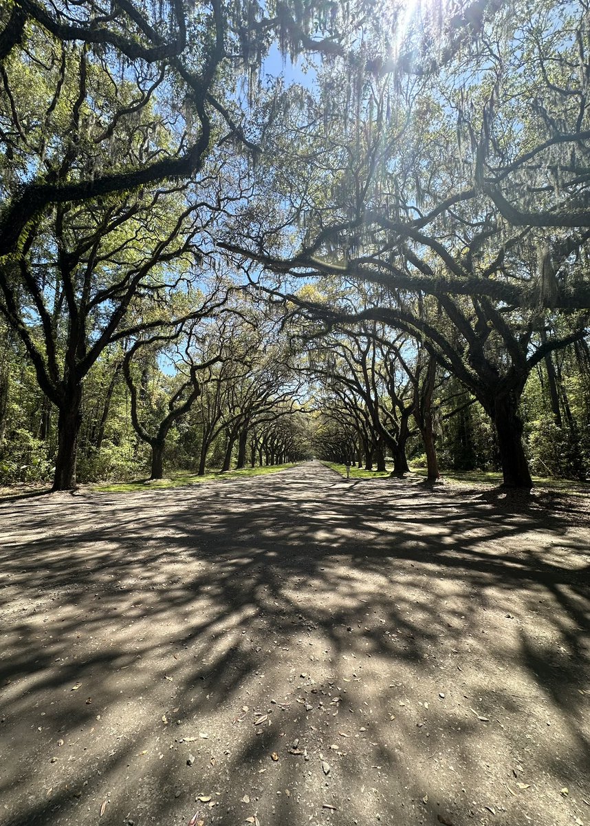 Wormsloe Historic Site is looking especially pretty today @CoastalGADNR @GaStateParks #IsleofHope #Savannah @WormsloeSHS