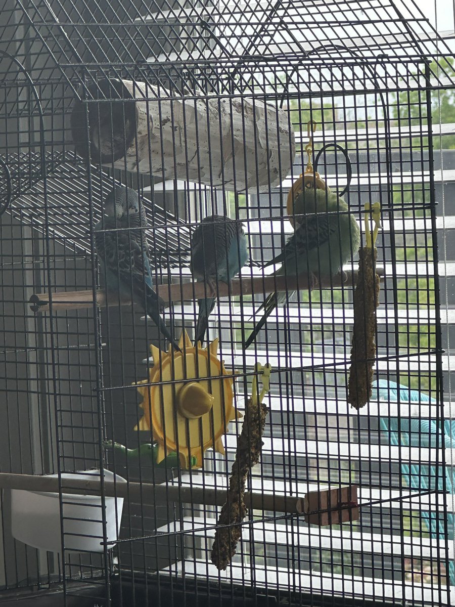 We’ve been slowly introducing the birds to each other (Sushi, the green one) her partner died a few months ago and so it’s been nice seeing her interact with them. But she definitely only wants visitors, she is so funny when she is wants them to leave