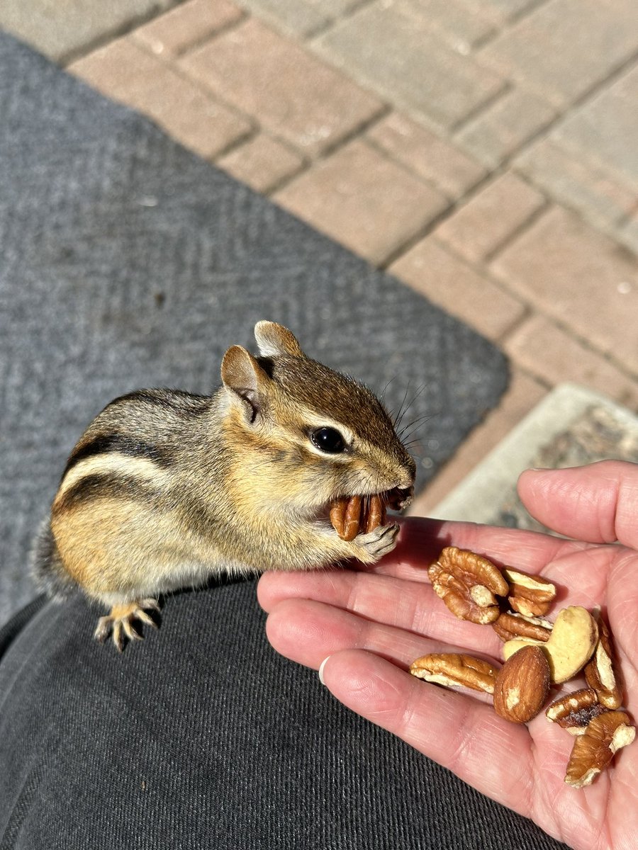 MDurnion's tweet photo. Chippy is nuts for pecans!!! 🥜🐿️ #chipmunkcheeks https://t.co/BtHdMl1Jg6