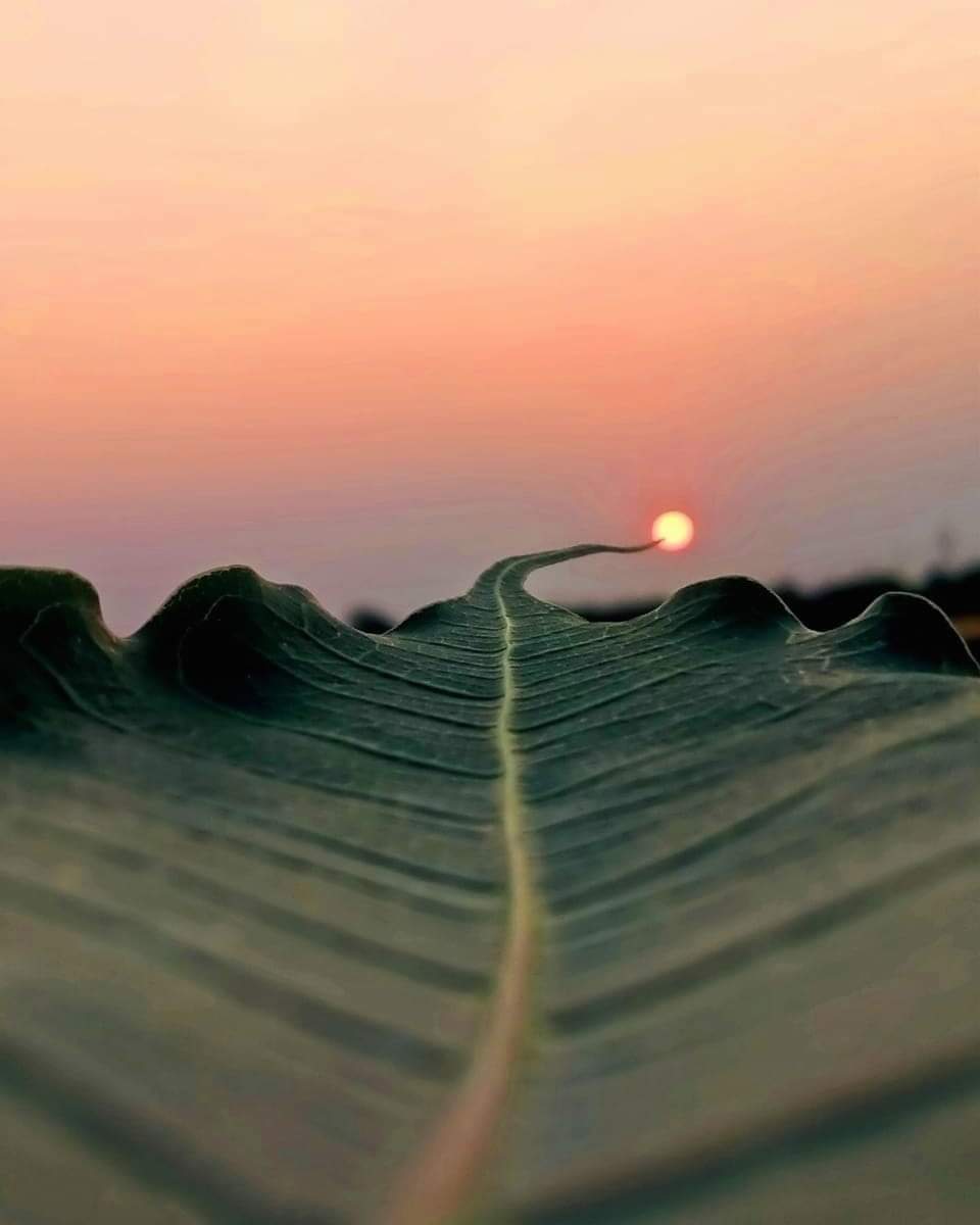 Inayatburki13's tweet image. Good Night!

#RIPDanielBalaji 
#BabarAzam𓃵