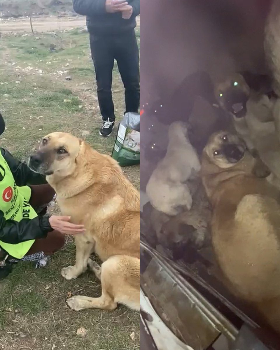 Yıllardır çöplükte yaşayan; kısır, sosyal, gönüllülerin sevdiği, kulaksız denilen köpek de dün gece Çubuk Belediyesi barınak aracının içerisindeydi. Dağ başına götürülüyordu. Çöplüğe zaten bıraktınız. Bir şekilde orada yaşama tutundu ama sonra çöplüğü bile çok gördünüz!