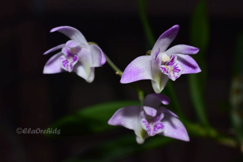 ElaOrchids's tweet photo. Dendrobium kingianum
#orchids #dendrobium #orchidlover #蘭 #orchidflower #orchidee #orquidea #orchidée #orkidea #orchidea