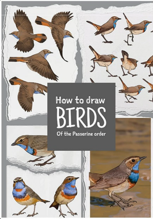 My drawing books are now on a sale! How to draw from observation and a more advanced drawing book on bird anatomy!