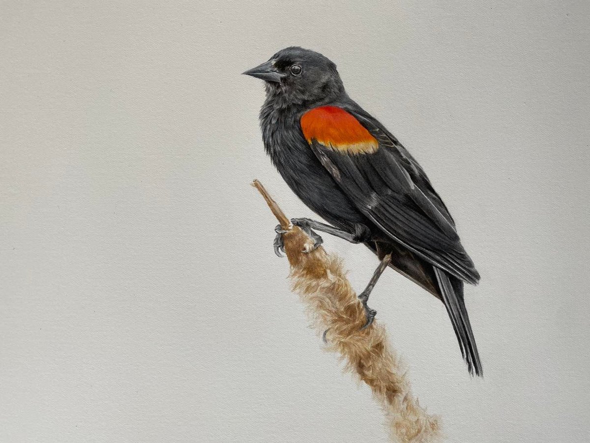 The beautiful Red Winged Blackbird, one of my favourite birds here in North America.

Original drawing available to purchase ❤️ Please contact me for more info.