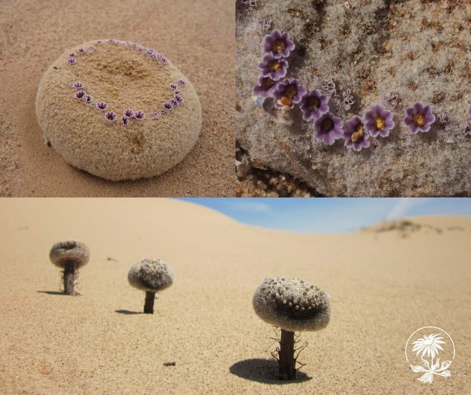 Is it a rock, or maybe a mushroom? No, it’s sand food (Pholisma sonorae), a rare, parasitic plant that thrives in the shifting sands of the Sonoran Deserts. The unique herb grows from the roots of other plants like buckwheat and ragweed, and can stretch up to two meters tall.