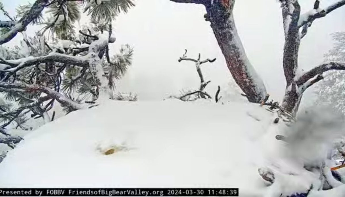 This mama Bald eagle is sitting on three eggs up in Big Bear during a current snow storm. The eggs were supposed to hatch 3 weeks ago but she's still incubating purely out of love and bird instinct. #bird #Moms #dontquit ❤️
