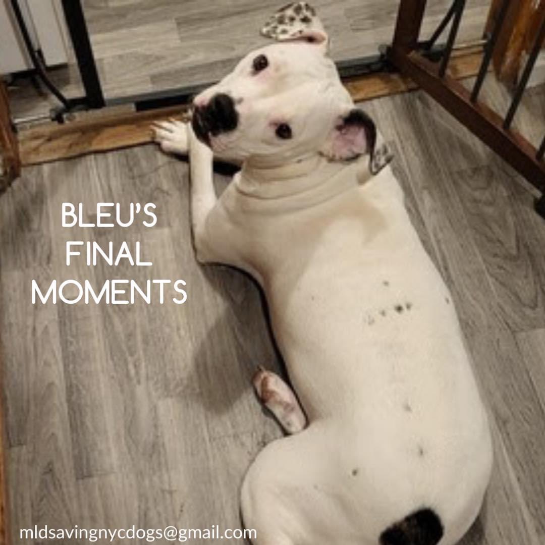 HOURS LEFT, DELISTED in preparation TBK in NYCACC: a puppy at just 12 months old who's accused of 'nipping' and 'leaving red marks', Bleu 194465 needs a savvy family who can guide her. After arriving March 14 she's now facing the end of her life. With her family since she was 2…