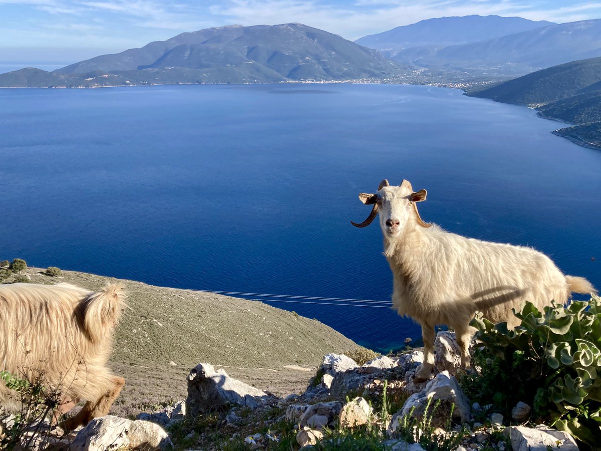 ben89661370's tweet image. Photogenic goat