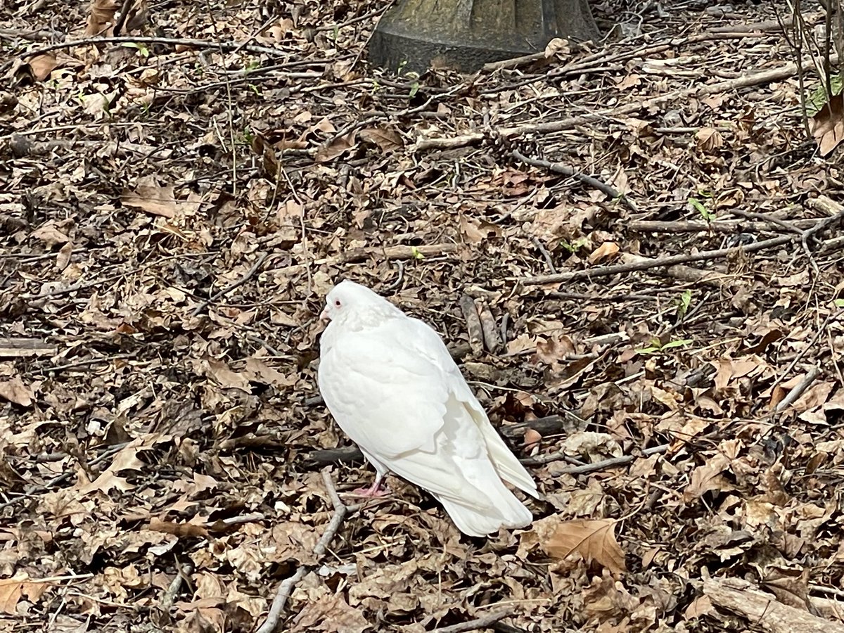 vecchitto tweet media