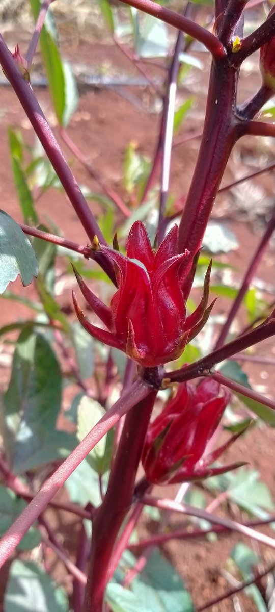 Mature Hibiscus roselle Love the tea?