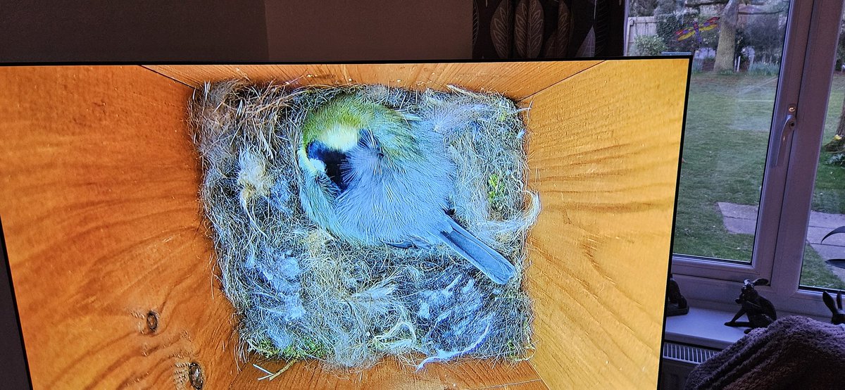 #Thursford #NorthNorfolk 3rd year running of Great Tit nestbuilding in our camera box @GreenFeathersUK She started on 9th March and is now back roosting. Hopefully, egg laying soon, albeit she's still topping up the soft stuff.