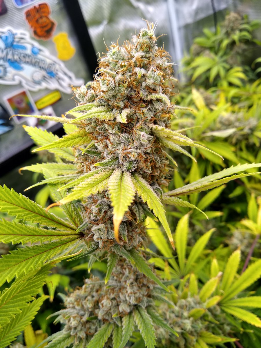TheGoatGrows's tweet photo. Do-si-do x Sunset Zkittlez (Reefereshers) by Tastebudz Genetics a little over 9 weeks flowering and they are ready for harvest. https://t.co/TwTSrSgJ7r