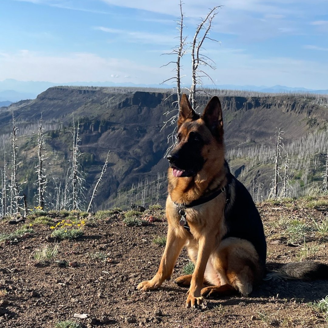 It’s an off-roading kind of day for Ivy! 

#washington #pnw #pacificnorthwest #autorepair #seattle #shoplocalseattle  #seattlebusiness #supportseattlesmallbiz #washingtonsmallbusiness #dog #dogsofinstagram #dogs #dogstagram #instadog #doglover