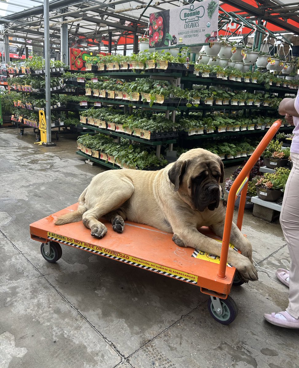 dxxnya's tweet photo. everyone stop what you’re doing and look at the puppy I saw at home depot https://t.co/Wmvuq6CZjU