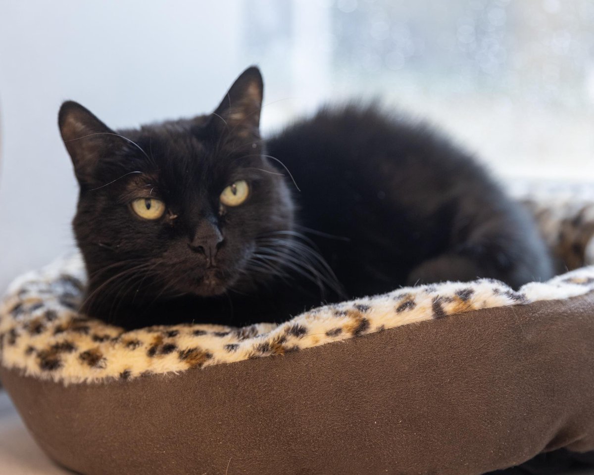 1/2 Why is Ava the purr-fect cat? We're glad you asked... No it is not her stellar loafing ability, her sweet personality, her delight in new friends stopping by to say hello or the adorable head bumps she gives when she wants attention.