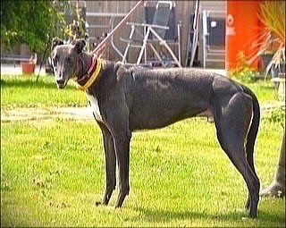 RetGreys_Cbury's tweet photo. Boycie comes across as energetic at first but does calm down quickly he behaved beautifully with other dogs on a walk at the beach &amp; gives big cuddles once he knows you
call the kennels team  on 07783 367032 email info@retiredgreyhoundscanterbury.co.uk
#TeamZay @centralparkdogs https://t.co/5EEWJqgp0v