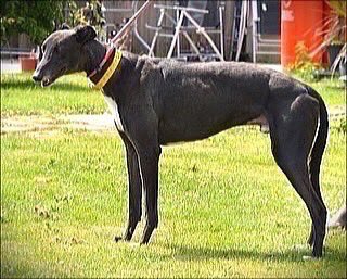 RetGreys_Cbury's tweet photo. Boycie comes across as energetic at first but does calm down quickly he behaved beautifully with other dogs on a walk at the beach &amp; gives big cuddles once he knows you
call the kennels team  on 07783 367032 email info@retiredgreyhoundscanterbury.co.uk
#TeamZay @centralparkdogs https://t.co/5EEWJqgp0v