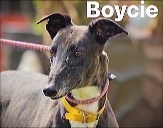 RetGreys_Cbury's tweet photo. Boycie comes across as energetic at first but does calm down quickly he behaved beautifully with other dogs on a walk at the beach &amp; gives big cuddles once he knows you
call the kennels team  on 07783 367032 email info@retiredgreyhoundscanterbury.co.uk
#TeamZay @centralparkdogs https://t.co/5EEWJqgp0v