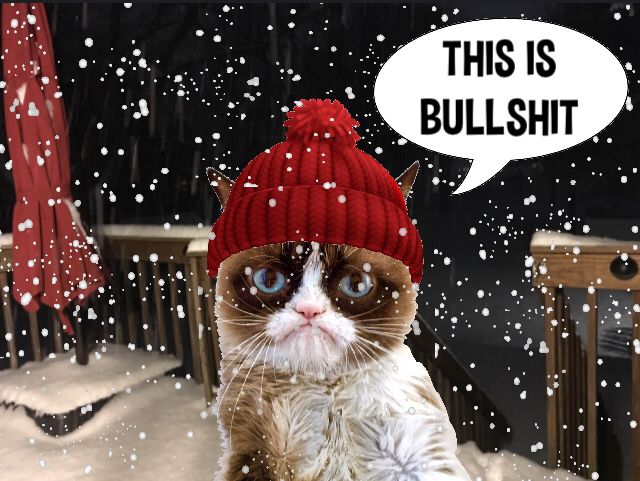 Grumpy Cat tweet media