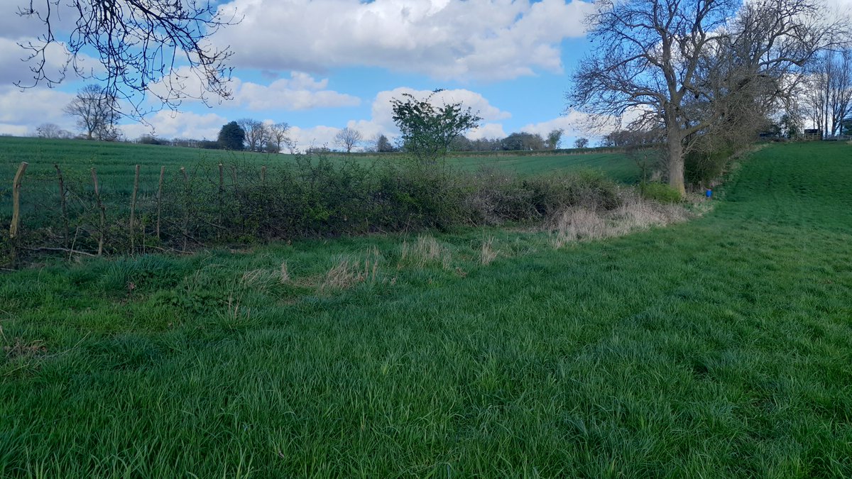 Yesterday the forecast was dry until Tuesday evening, now we have 39 mm forecast for the next week. Just as crops are starting to look average, looks like another tricky time, too wet to travel for fert, sprays etc. No drilling for a long while. Nice day for hedge work at least