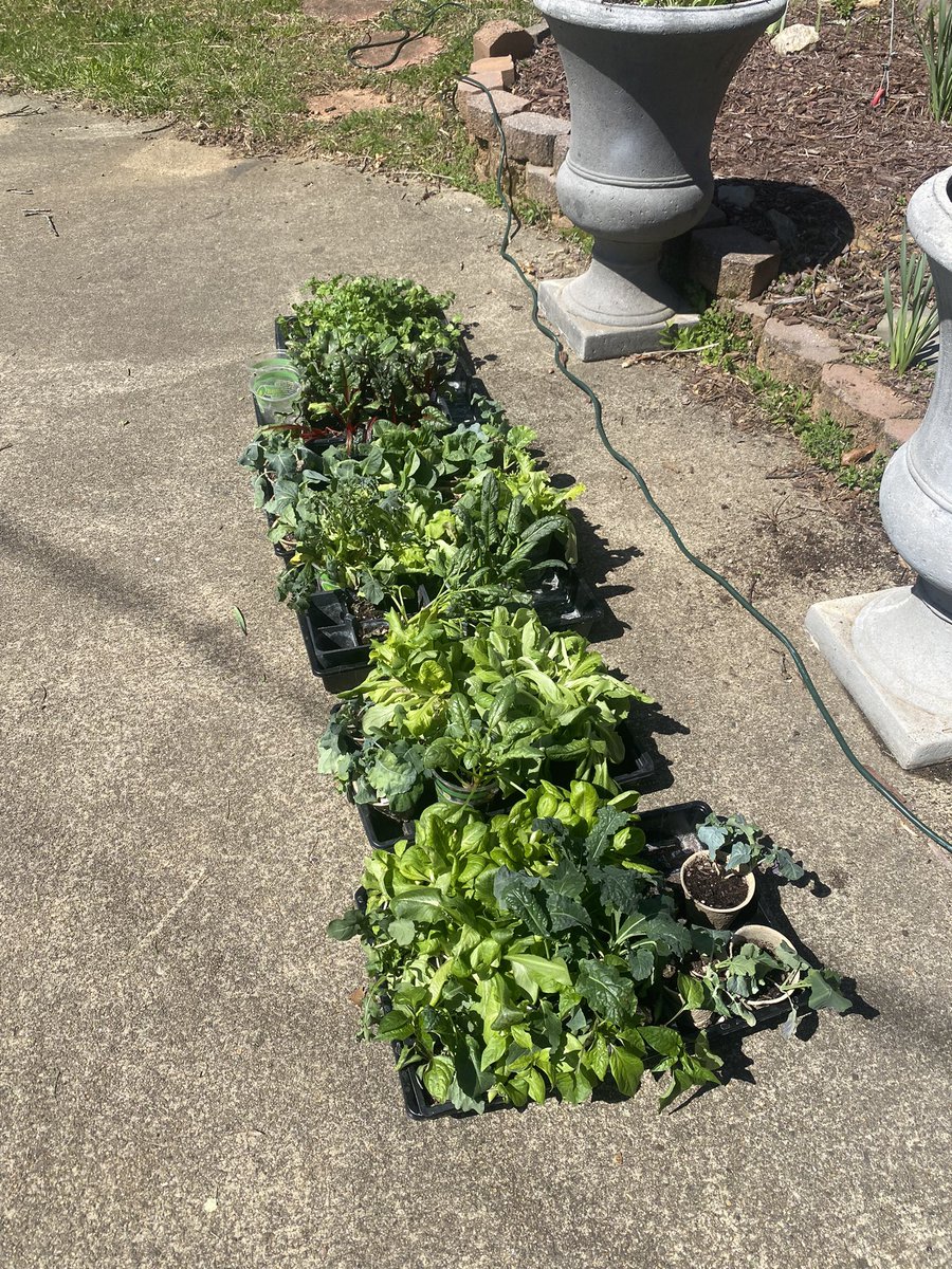Not sure if a garden bed can be locked and loaded, but if it can, this one is… 
✌️❤️🙏🥹

#gardening #savesoil #wellness #yoga