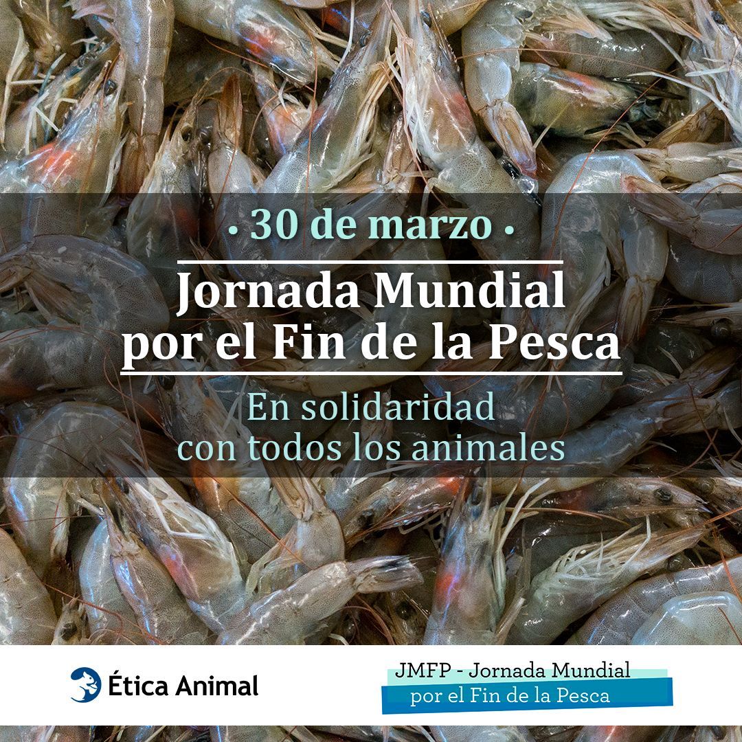 Los animales acuáticos suponen el mayor número de animales matados por el ser humano cada año. Se calcula que cada año se capturan y matan unos 25 billones de individuos, entre peces, crustáceos y cefalópodos. buff.ly/3vAbCTg