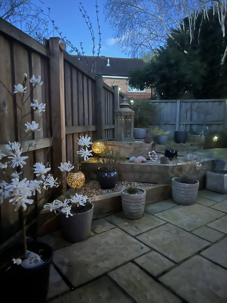 nicnicjh76's tweet image. Loving my Magnolia Stellata…thank you @GlennHutton6 💕#magnolia #magnoliastellata #gardensoftwitter