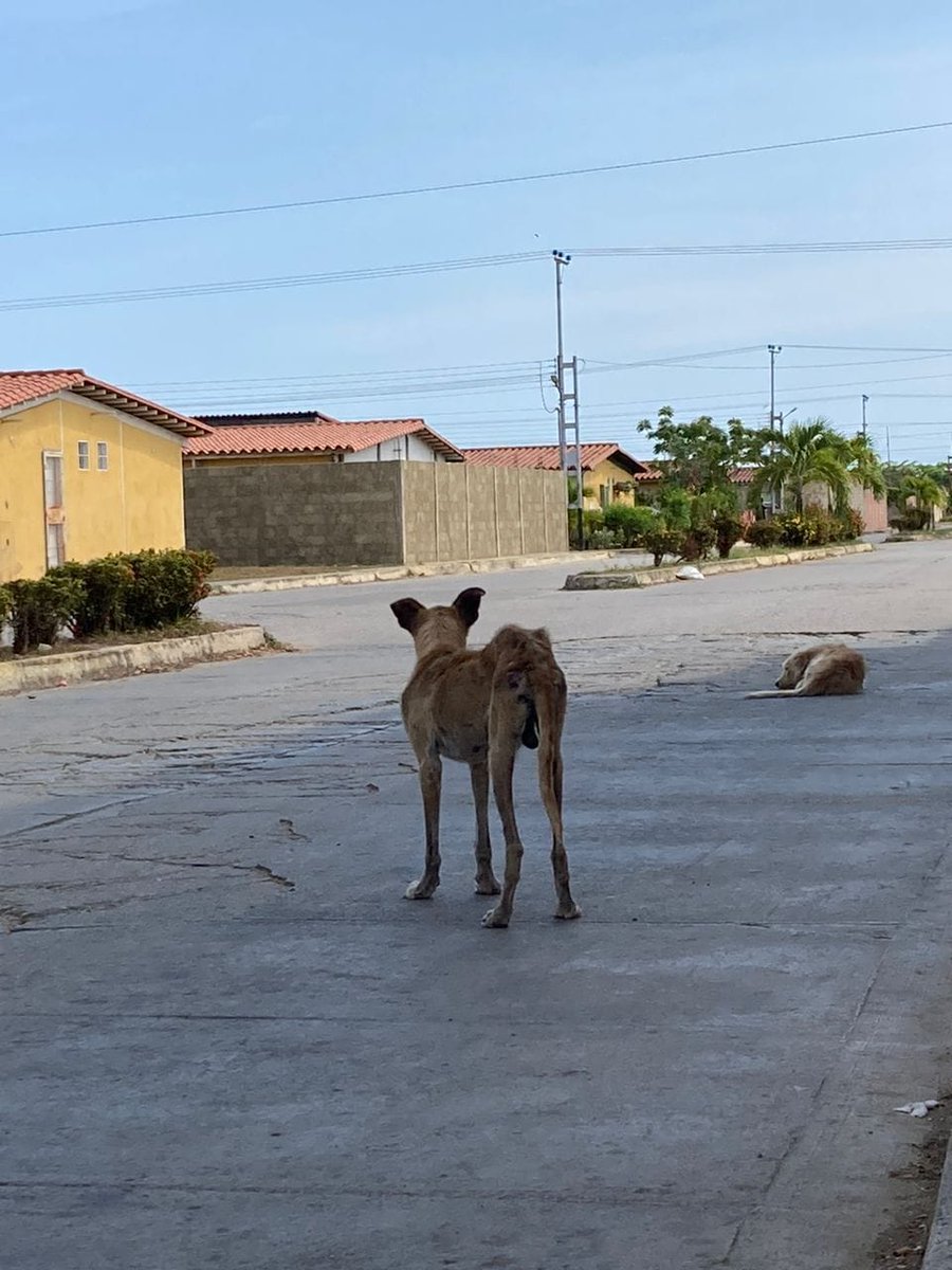 Ciudad Brion en Higuerote. Reportan a este perrito demasiado maltratado y desnutrido. Hay muchos más perritos en muy mal estado, pero este está mucho mucho peor, no dejaron contacto. Fue difundido en grupos de WhatsApp el 30.3.2024. Difundir con personas de la zona  gracias
