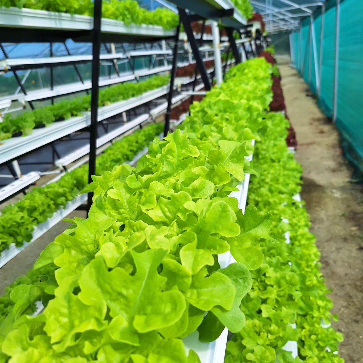 FarmingOracle's tweet photo. ☘ New Age Farming ☘

- Hydroponic Manufacturing 

❗☘ The Future of Hydroponics ☘❗

For project/product orders : 

Oraclefarmingtech@gmail.com 

WhatsApp : 0823310400

Warehouse

Rustenburg 
Zinnaville 
Vanadium Street 
Office Block 1 Warehouse Unit 2 

#hydroponics https://t.co/HwZPuTGATX