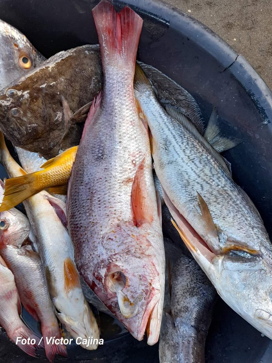 ¡Imagina el delicioso sabor del mar en tu plato! ✨🏝️Si tuvieras acceso a los pescados recién salidos de la Playa de Casares, ¿qué te prepararías? 🌅❤️#NicaraguaFascinanteIrresistible #Nicaragua  #NicaraguaÚnicaOriginal