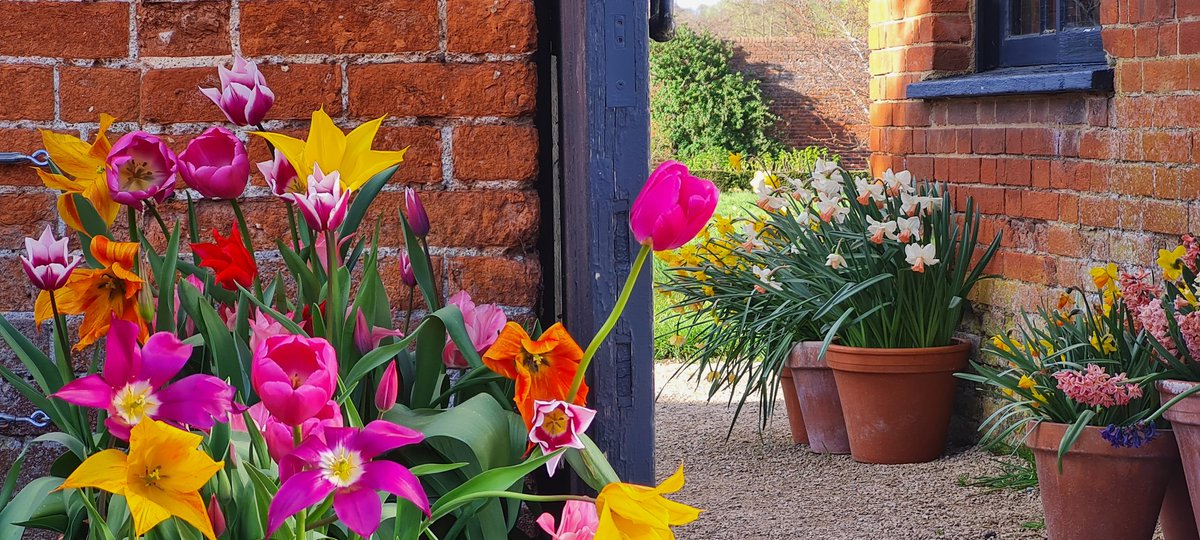 Amazing tulip varieties at Audley End.

#Essex #audleyend #tulips