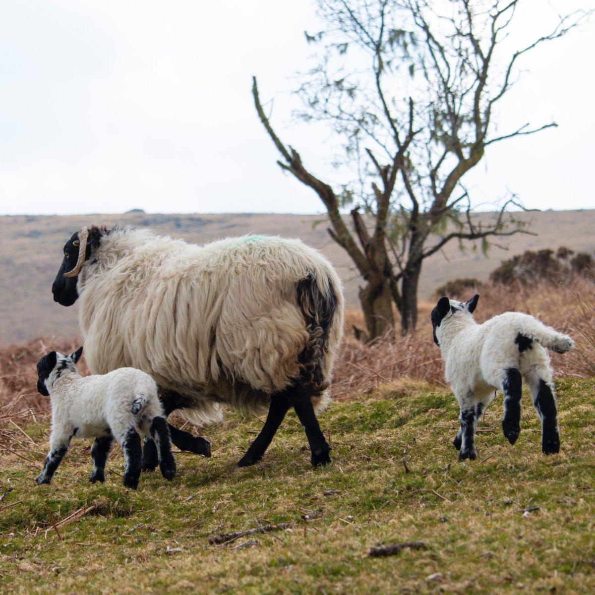 Just the presence of an unknown dog can be stressful for sheep, ground-nesting birds, and other livestock 🐑 #TakeTheLead from March 1 – July 31 to ensure everyone can appreciate the wonders of Dartmoor, while respecting its wildlife and habitat 💚