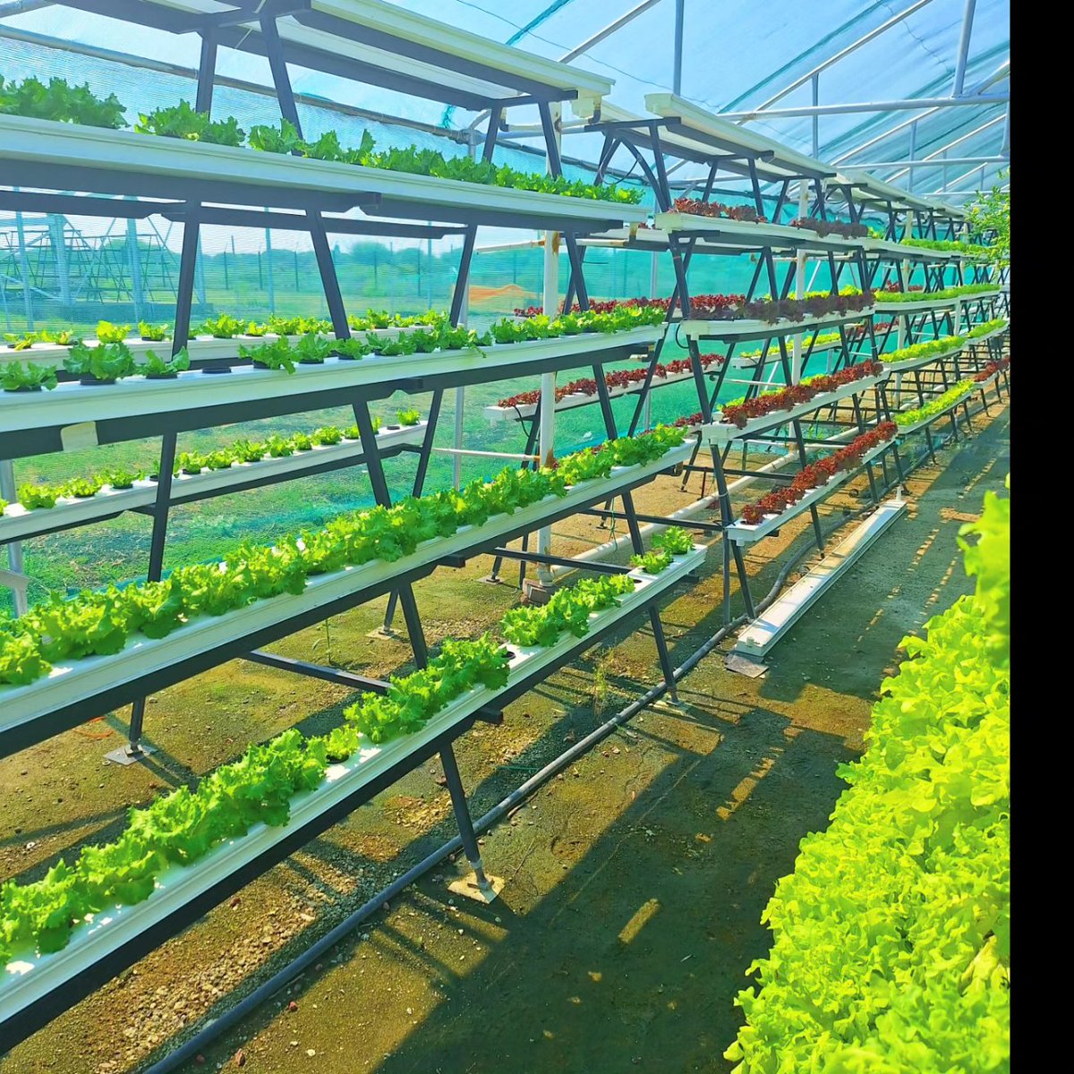 FarmingOracle's tweet photo. ☘ New Age Farming ☘

- Hydroponic Manufacturing 

❗☘ The Future of Hydroponics ☘❗

For project/product orders : 

Oraclefarmingtech@gmail.com 

WhatsApp : 0823310400

Warehouse

Rustenburg 
Zinnaville 
Vanadium Street 
Office Block 1 Warehouse Unit 2 

#hydroponics https://t.co/CxtdFIxClQ