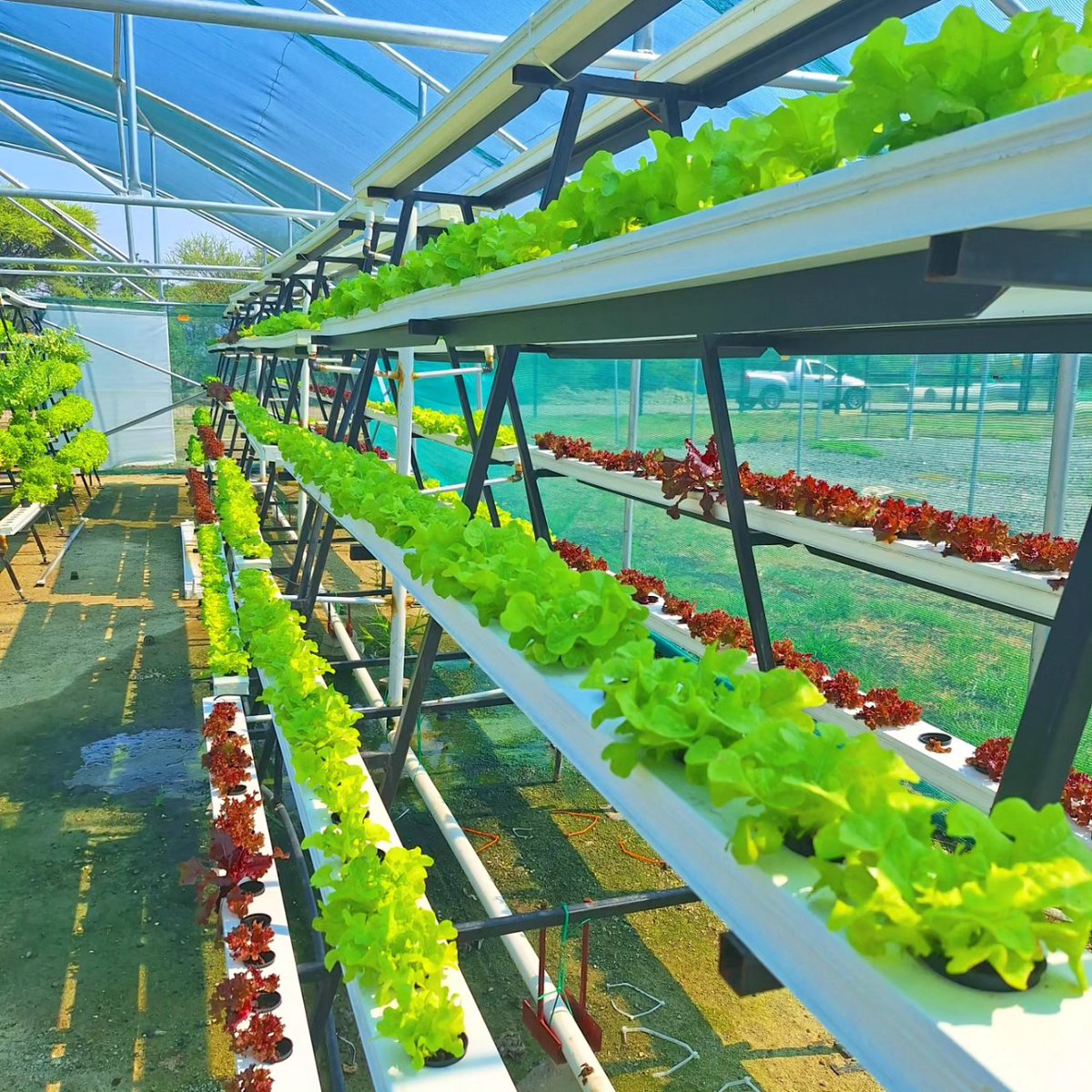 FarmingOracle's tweet photo. ☘ New Age Farming ☘

- Hydroponic Manufacturing 

❗☘ The Future of Hydroponics ☘❗

For project/product orders : 

Oraclefarmingtech@gmail.com 

WhatsApp : 0823310400

Warehouse

Rustenburg 
Zinnaville 
Vanadium Street 
Office Block 1 Warehouse Unit 2 

#hydroponics https://t.co/CxtdFIxClQ