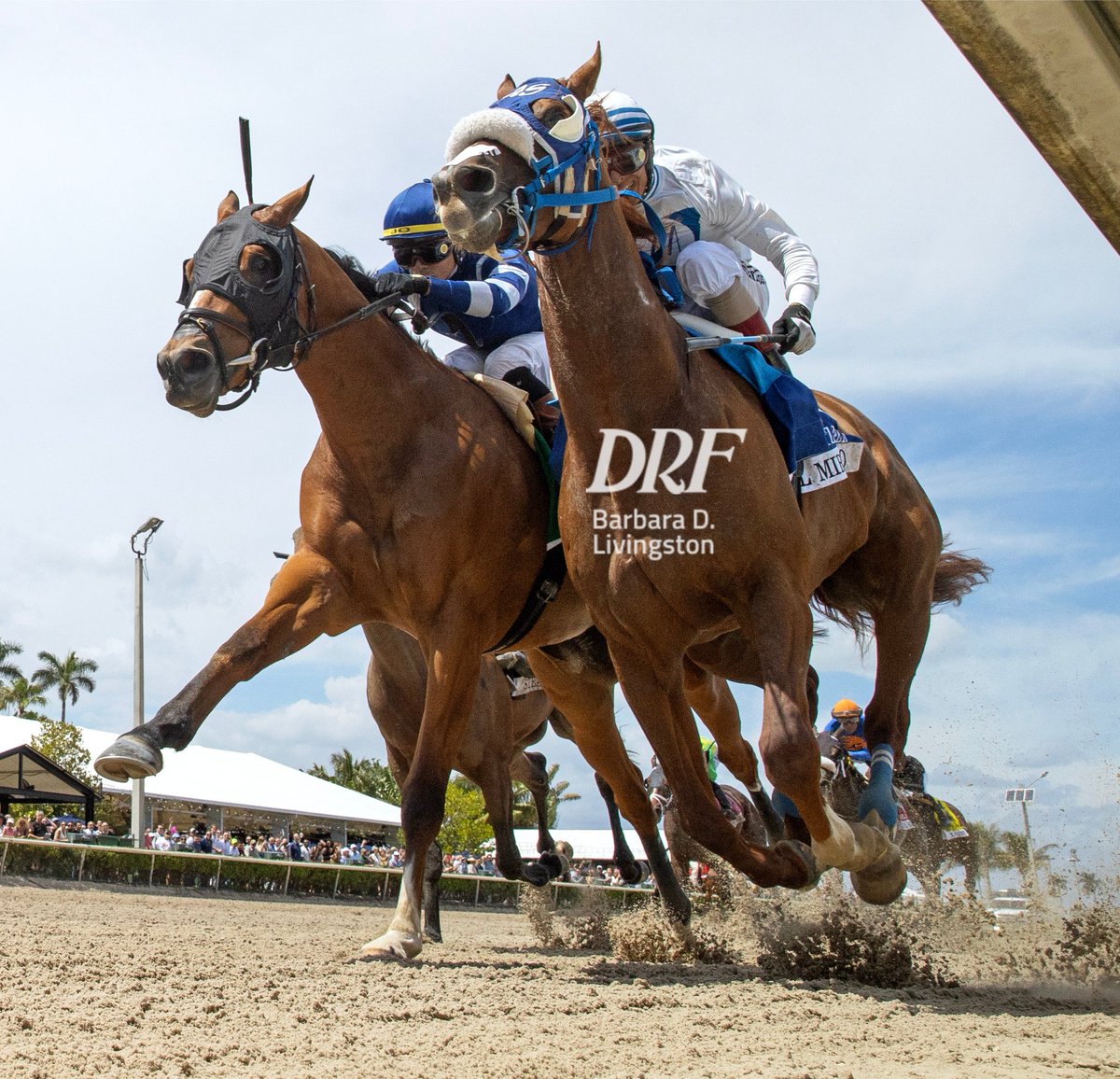 Il Miracolo wins the Grade 3 Ghostzapper Stakes at Gulfstream Park. Great 📷 Barbara Livingston @DRFLivingston .