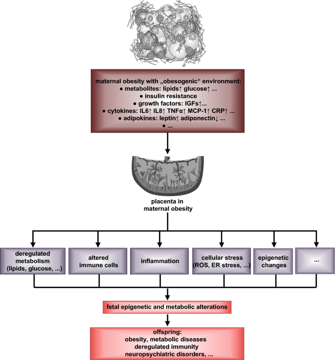 REVIEW: Maternal #obesity and placental function: impaired maternal-fetal axis rdcu.be/dC2yY