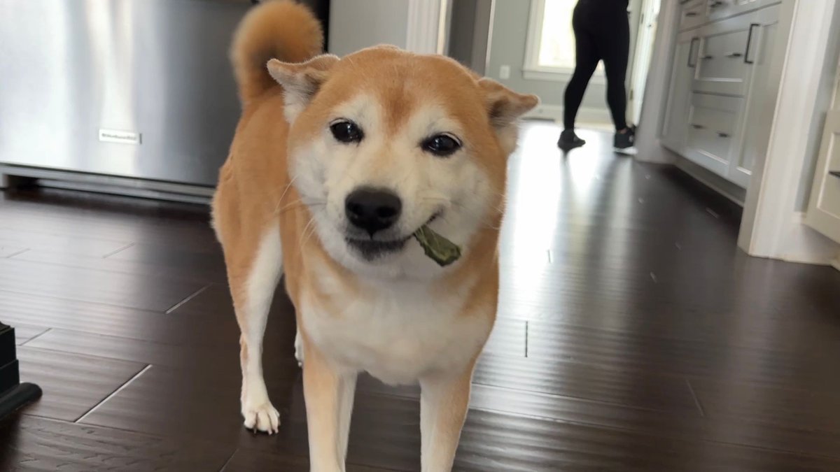 I’m a lucky guy to have the cutest doge in the world. 

“HI TAILS!!!”