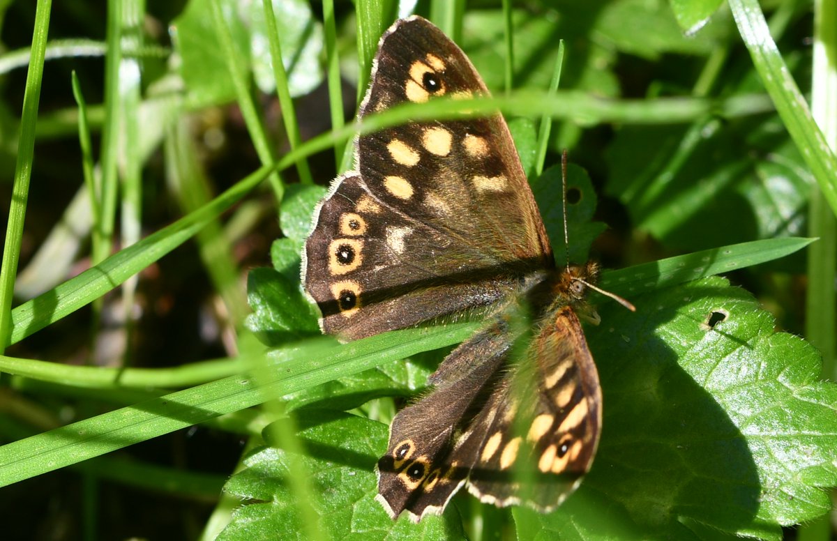 Speckled Wood at Hook-with-Warsash today and one at Lakeside on Sunday. #SpeckledWoodSaturday #ButterflyForEveryDay