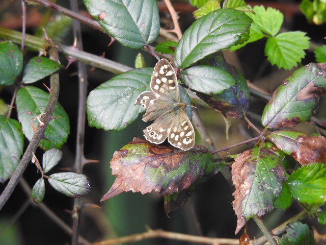 My first Speckled Wood of the Year, already looking a bit ‘tired’. @BCSomerset