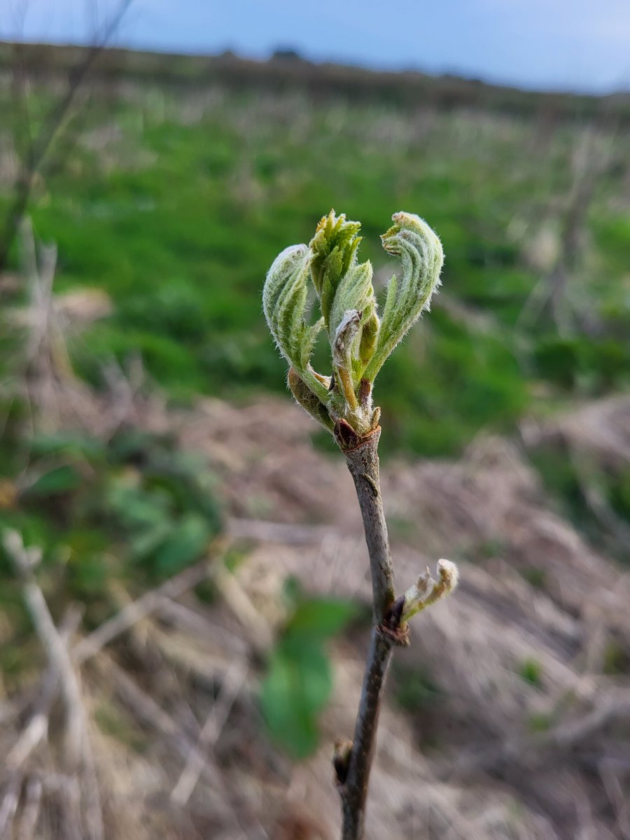 The woodland is springing into life - you can wander through it on our Farm Trail and learn about our plastic-free and herbicide-free woodland creation research. #Woodland #YearOfTrails #SustainableFarming #NatureRecovery #NatureNetworks @HeritageFundUK @HeritageFundCYM