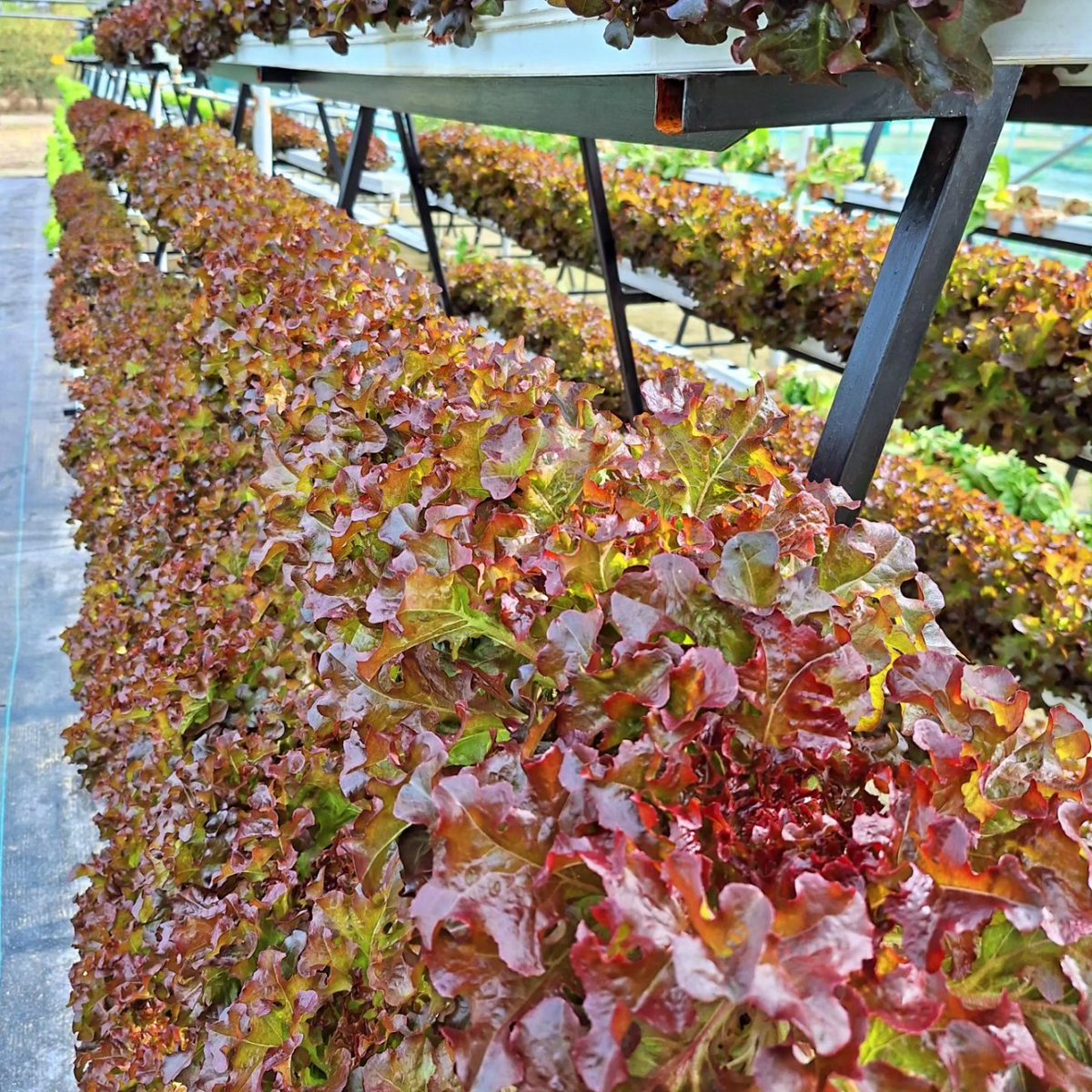 FarmingOracle's tweet photo. ☘ New Age Farming ☘

- Hydroponic Manufacturing 

❗☘ The Future of Hydroponics ☘❗

For project/product orders : 

Oraclefarmingtech@gmail.com 

WhatsApp : 0823310400

Warehouse

Rustenburg 
Zinnaville 
Vanadium Street 
Office Block 1 Warehouse Unit 2 

#hydroponics https://t.co/QdjCGFzNLk