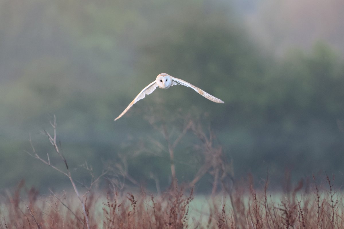 bcbeancounter's tweet image. Cracking start to the day with Barny.