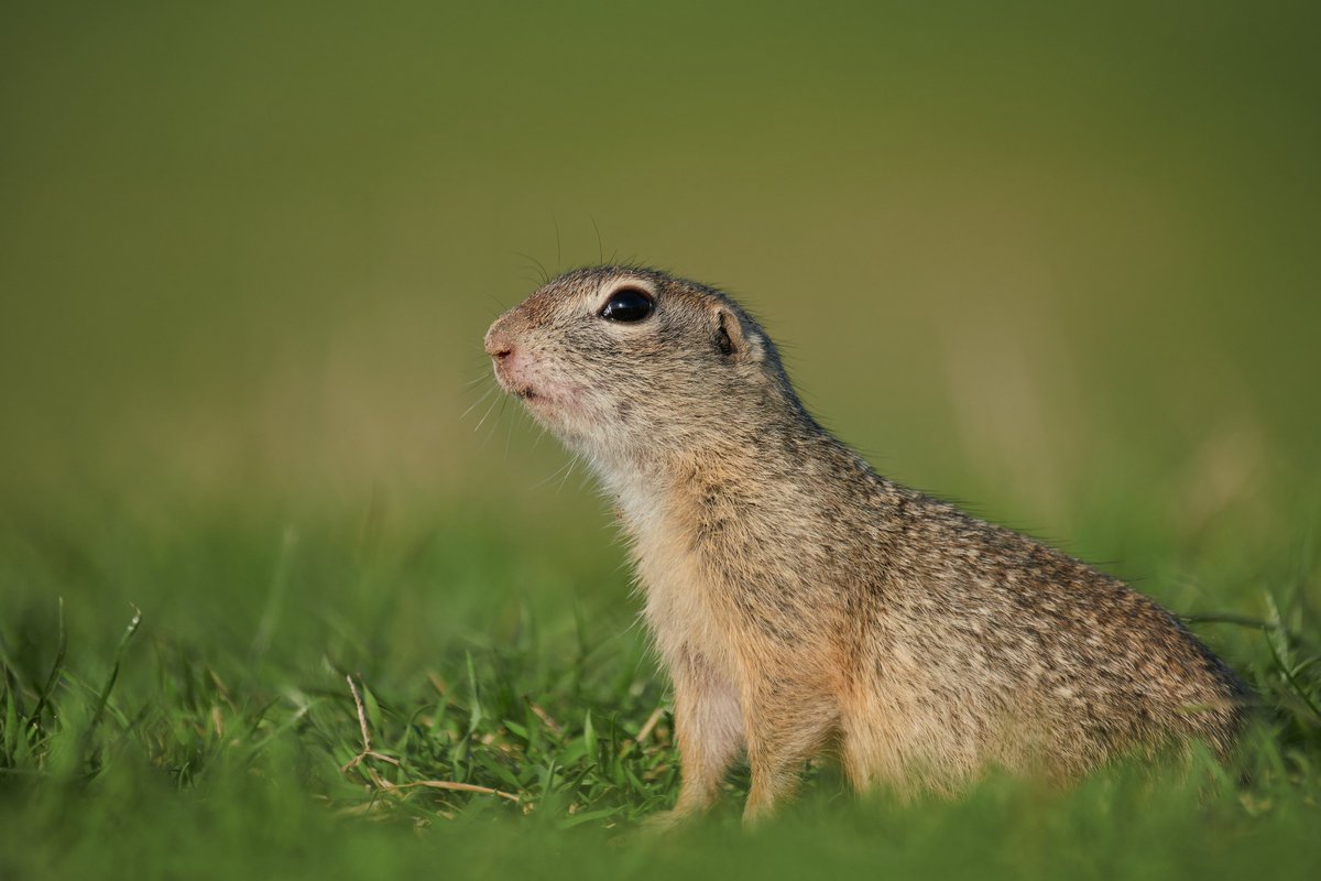 European ground squirrel -  Spermophilus citellus

#wildlifephotography
#danubedelta
#mahmudia