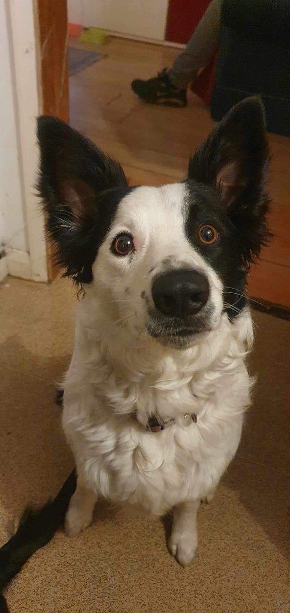 This beautiful girl is Millie, she’s a very nervous black and white border collie who has gone missing in the Llanrumney area of Cardiff. She hasn’t been seen since 5.30pm this evening. Please share 🙏🏻 #missingdog #dogsofcardiff