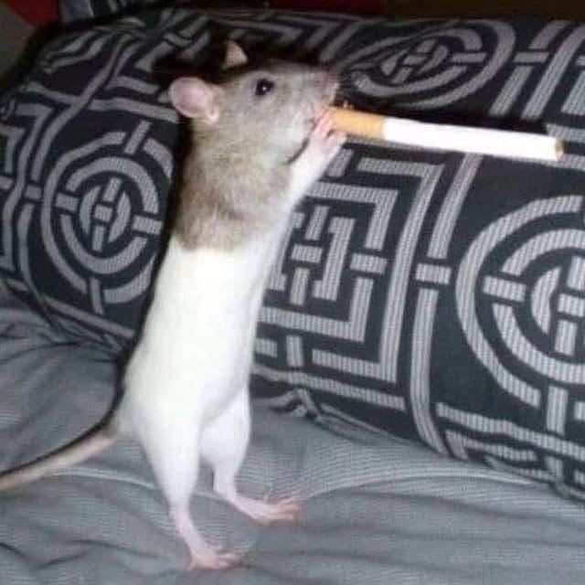 cigarrotwt's tweet photo. as vezes eu só queria ser esse rato. sem responsabilidades, apenas fumando um cigas e sendo um rato https://t.co/mR9FvSx7A2