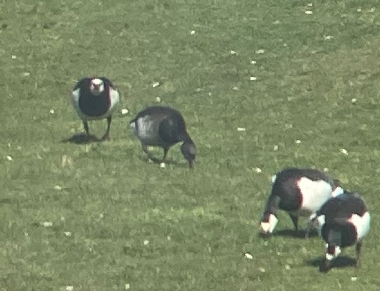 Fantastic first day on Tiree. Highlights include Brent Goose at Cornaigbeg (found by my younger sister), Hen Harrier, Sparrowhawk, Wheatear and so much more. Also White-tailed Eagle and Tystie seen from the ferry. @Tireebirder