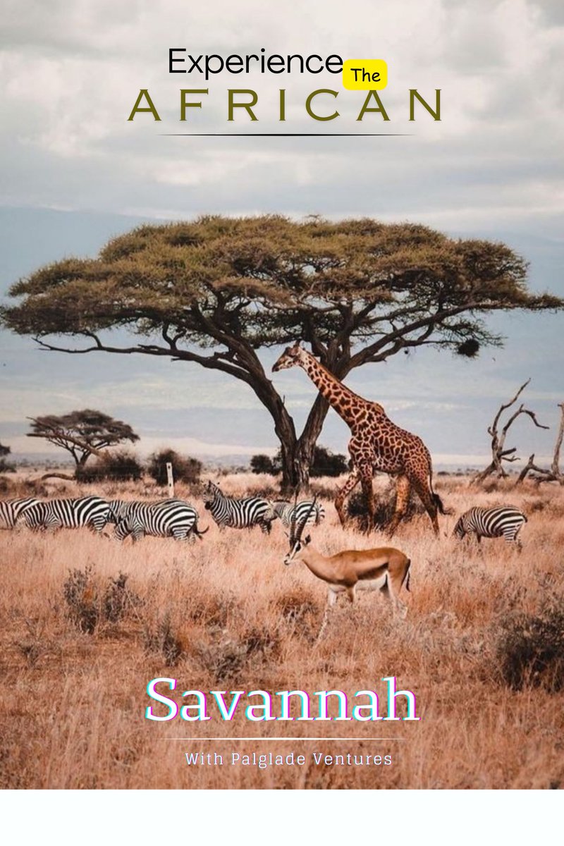 Are you ready for that epical safari? #Safari #triptokenya #safariitinerary #wildlifephotography #Tours #africansavannah #africanwildlife #photography #bookatrip