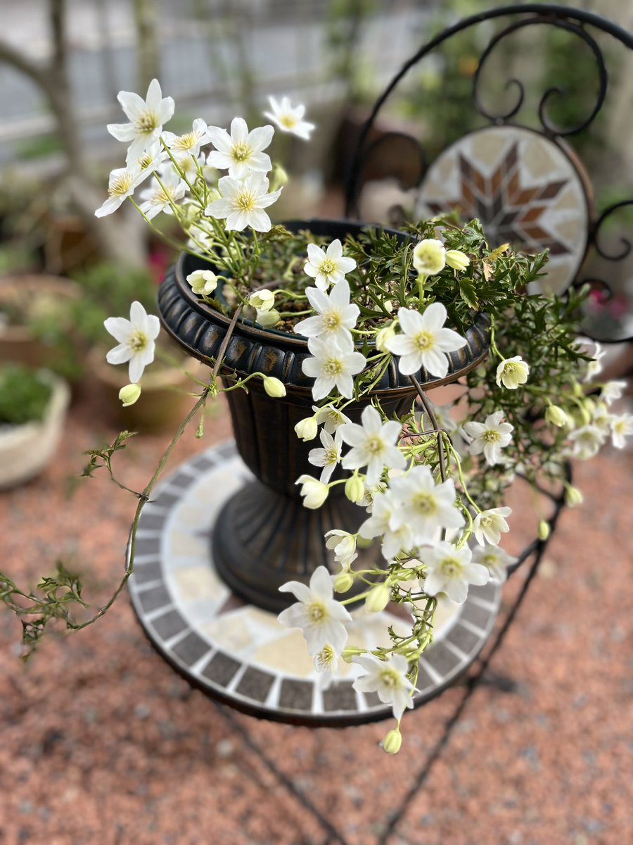 おはようございます☀️ クレマチス カートマニージョーの 季節になりました。 しなだれて咲く 白い花が綺麗です。 #クレマチス #カートマニージョー